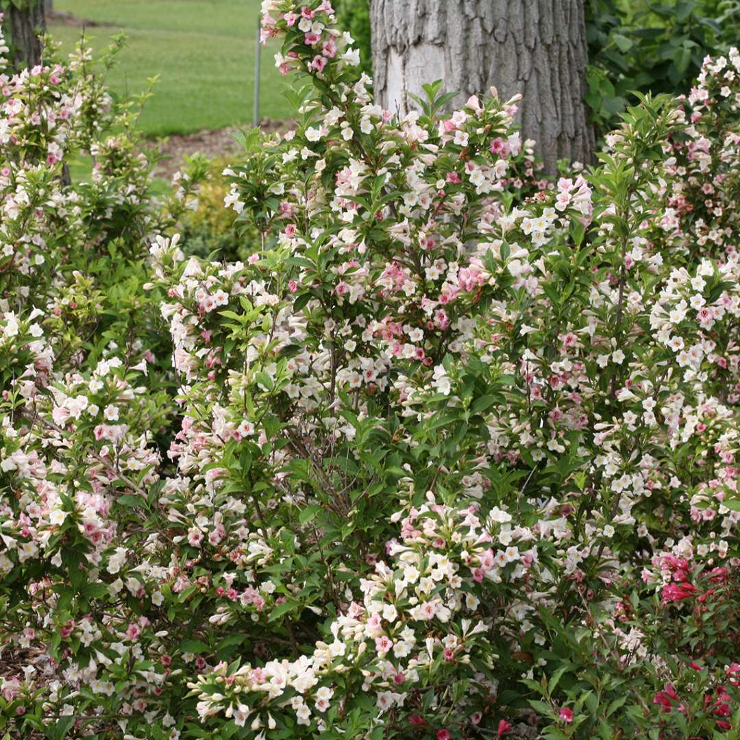 Sonic Bloom Pearl weigela blooming in a landscape